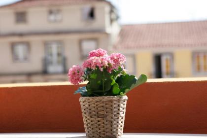 Flores Guest House - image 9